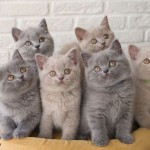 Sed bibendum scelerisque lorem